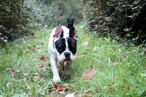 a dog snoops through the woods looking for truffles