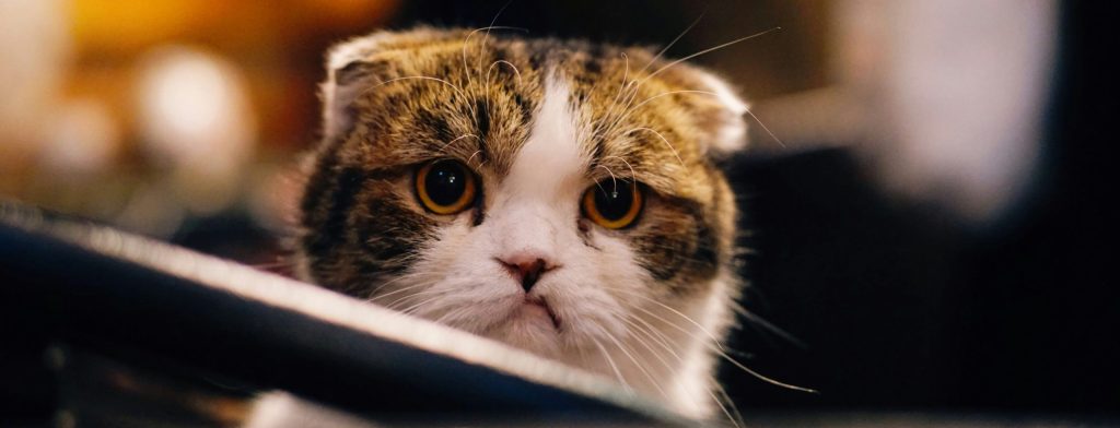 an angry-looking cat peers over a table