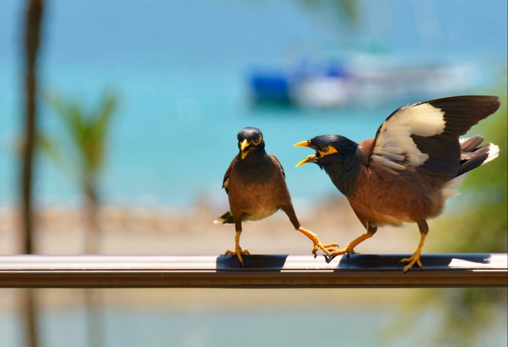 a bird on a wire squawks at another bird