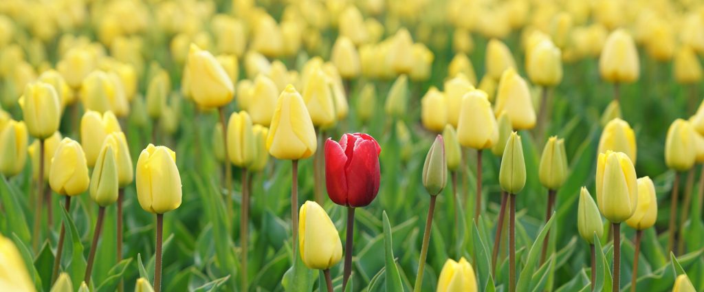 a red tulip stands out among a field of yellow tulips