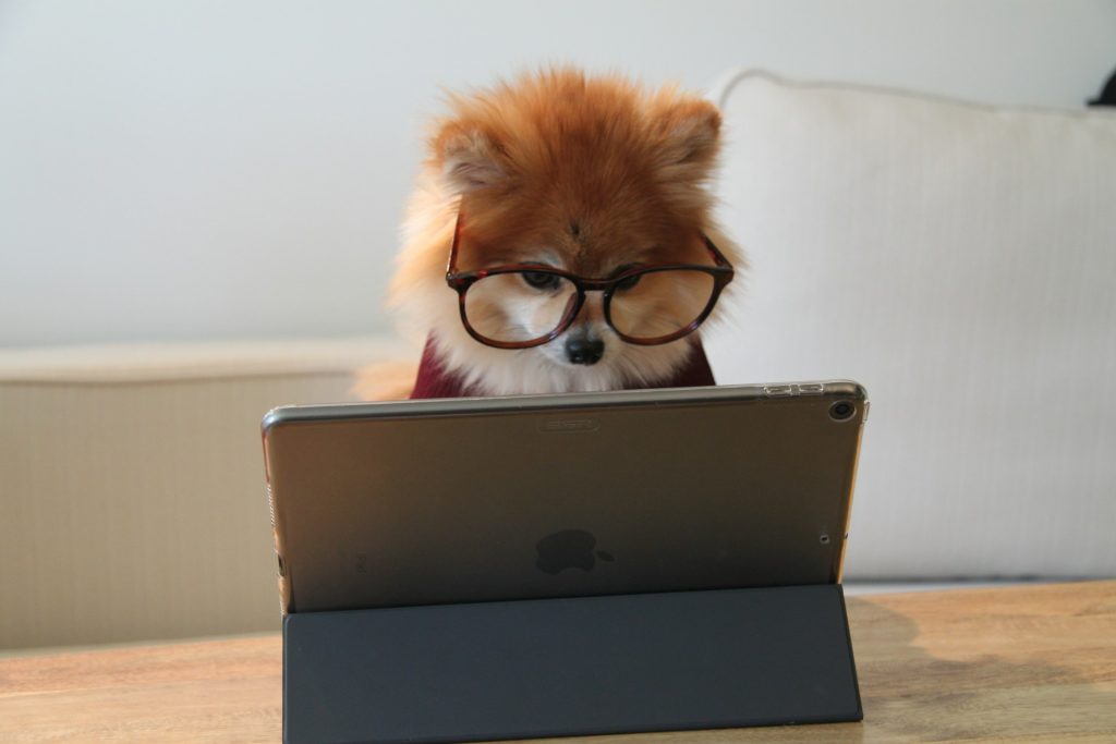A dog wearing glasses looks at a tablet