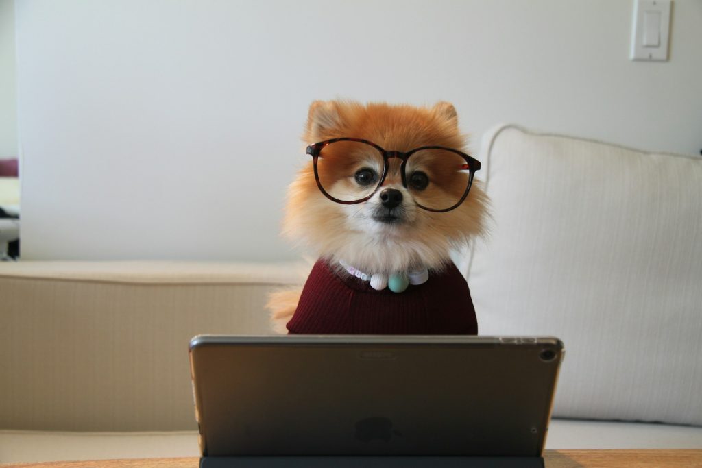 a dog wearing glasses working at a computer